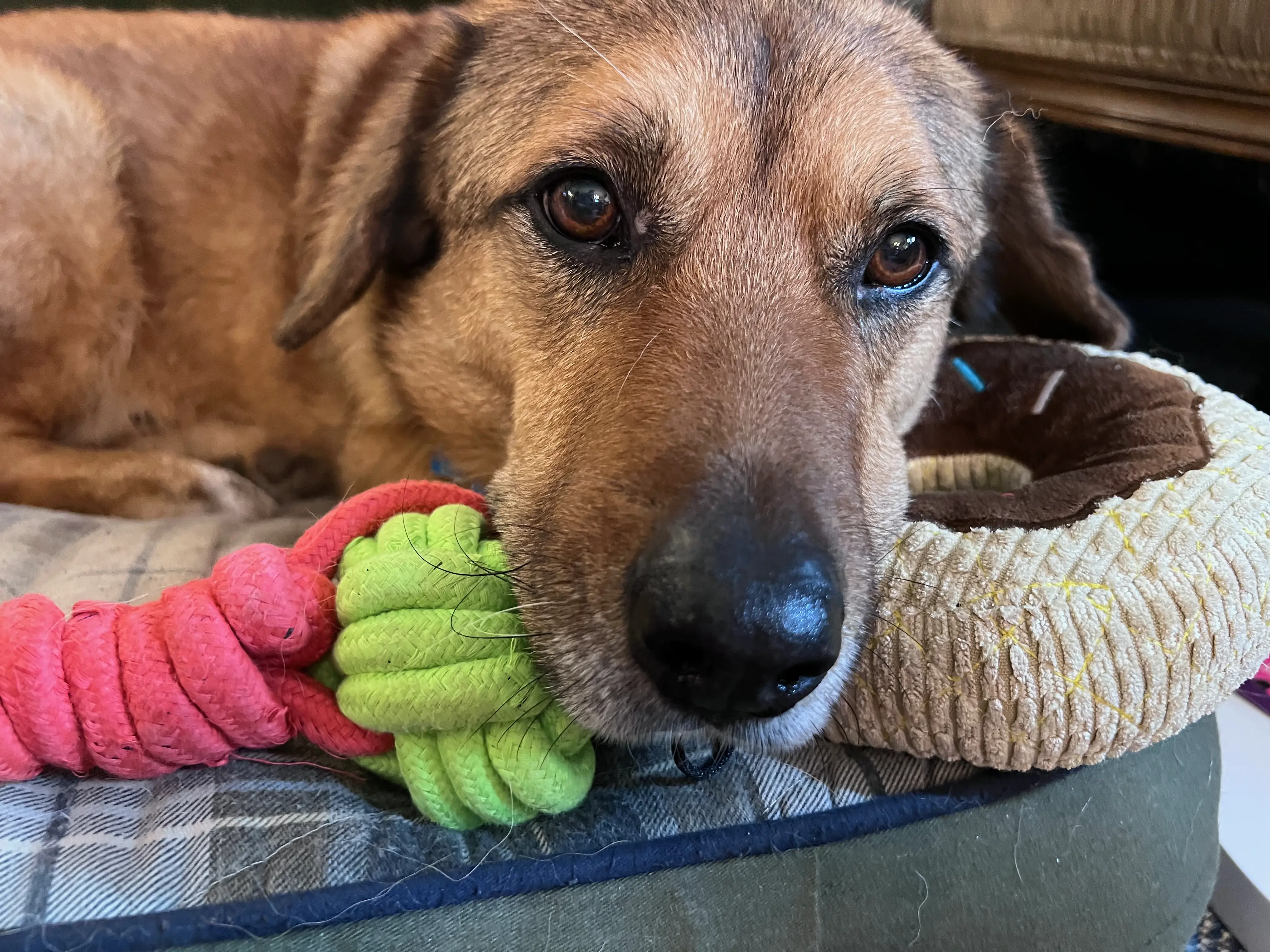 A picture of a dog named Bear.